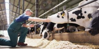Agroleite: Elanco destaca 90 Dias Vitais para a pecuária leiteira Conceito 90 Dias Vitais, da Elanco Saúde Animal, reúne os 60 dias do período seco e os 30 primeiros dias após o parto, fase considerada decisiva para as vacas leiteiras.