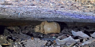 Ratanabá: descobertas monumentais e expedições de ponta revelam os mistérios de uma civilização ancestral na Amazônia