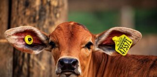 Do brete ao celular: PecFort aposta em tecnologia que automatiza a identificação animal e transforma o manejo no campo. PecFort